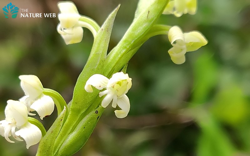 Thick Leaved Habenaria